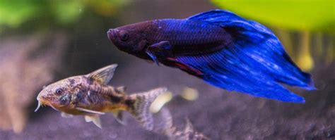 Tankmates for Bettas - Fish Care