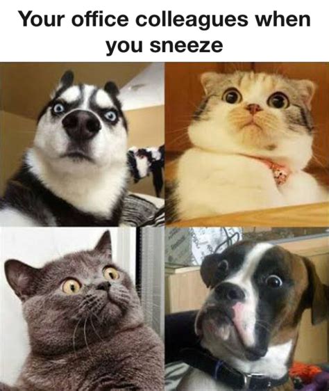 Your office colleagues when you sneeze - Chameleon Memes