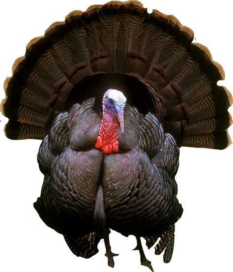 Turkey Photos Transparent HQ PNG Download | FreePNGimg