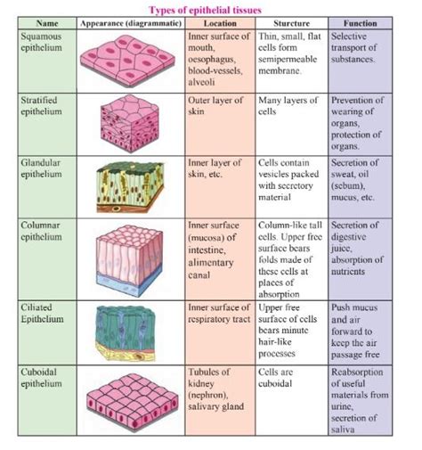 Write the location, structure and function of following epithelial ...