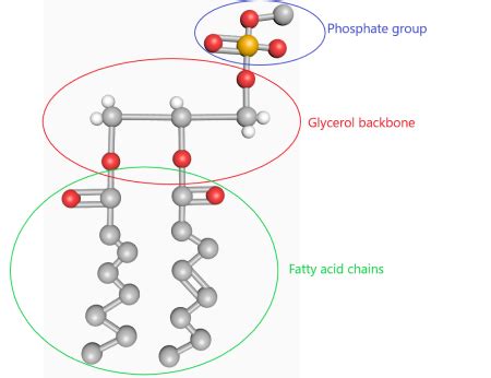 Phospholipid | Structure, Function & Examples - Video & Lesson ...