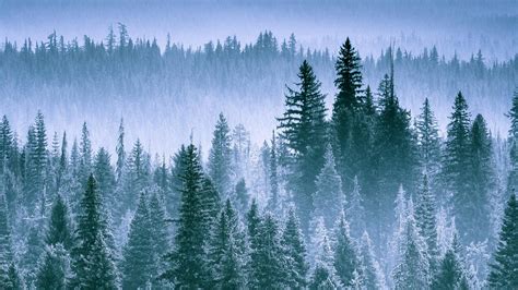 Pine Tree Forest Wallpaper