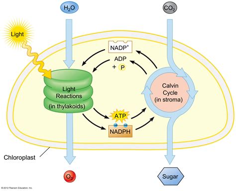 Light Reactions: the initial reactions in photosynthesis; begins with ...