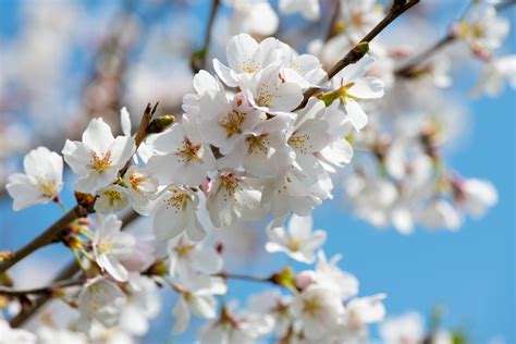 White Cherry Blossom Tree · Free Stock Photo