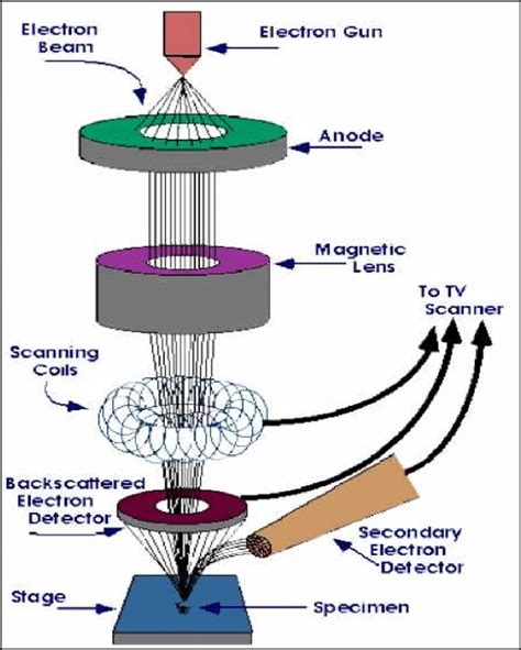 Scanning Electron Microscope Diagram – NBKomputer