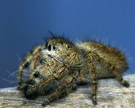 Spider - Phidippus princeps - BugGuide.Net