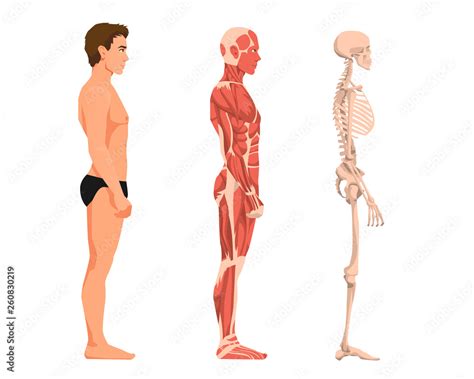 Vector illustration of man anatomy. Cartoon realistic people ...