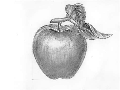 How to draw an apple with a pencil step-by-step drawing tutorial