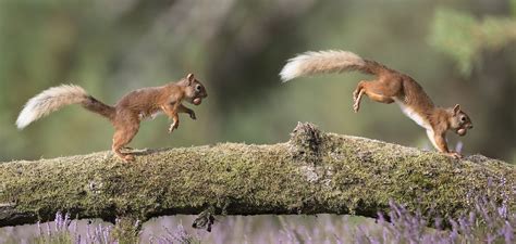 Red Squirrel Jumping on Log in Black Isle, Scotland