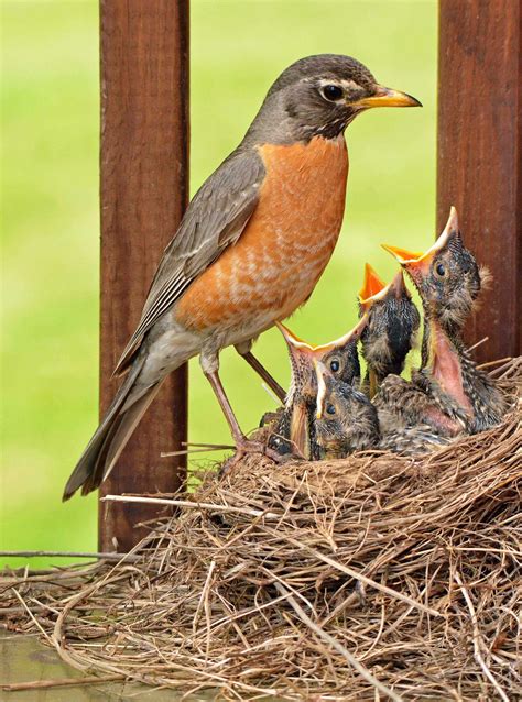 Robin, Baby Robins, Photography, American Robin, Robin Brood, Robins in ...