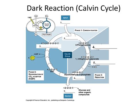 PPT - Dark Reaction (Calvin Cycle) PowerPoint Presentation, free ...