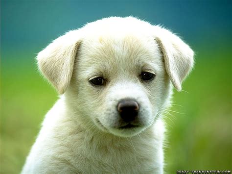 cute-puppy-dog-wallpapers – Deaf Dogs Rock