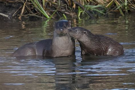 Oxfordshire Wildlife: River Thames, Wallingford