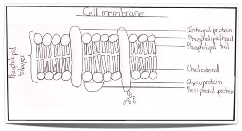 Cell Membrane Diagram Labeled