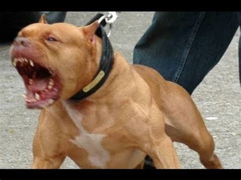 The most aggressive pitbull in the world!!! - YouTube