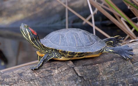 Red Eared Slider Turtle - Info Turtle