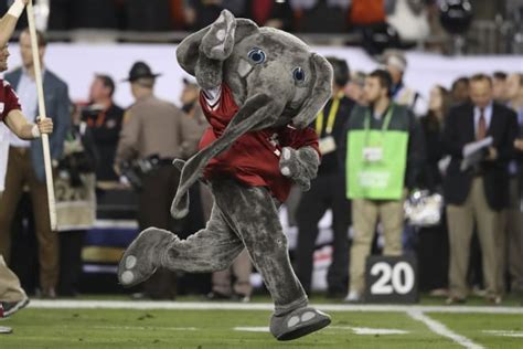 Alabama Crimson Tide mascot Big Al celebrating his 40th anniversary