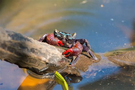 Mangrove Crab - Queensland, Australia Stock Photo - Image of biological ...