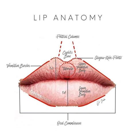 Do you know your lip anatomy? If not, study up! 👄👄 | Facial aesthetics ...