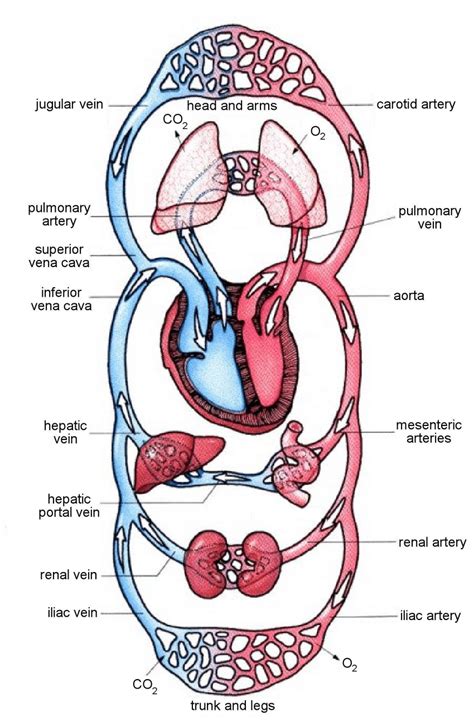 3: A schematic overview of the cardiovascular system with the heart as ...