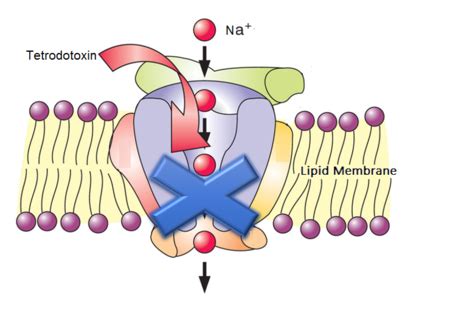 Tetrodotoxin Structure, Mechanism & Effects | Study.com