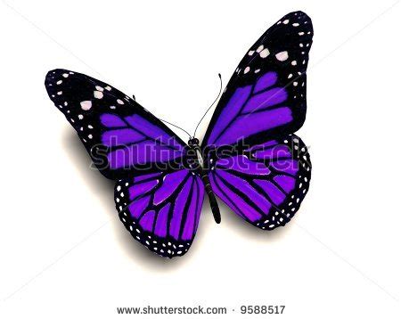 Purple Butterflies ♡ - Butterflies Photo (35243897) - Fanpop