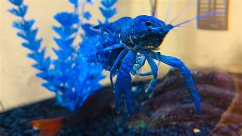 Blue Crayfish: The Ultimate Guide to Pet Blue Crayfish 2020