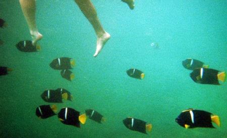 Snorkeling at Los Arcos Marine Park in Puerto Vallarta, Mexico – Quirky ...