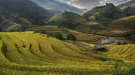 Golden rice terrace,Mu cang chai,Vietnam, | Natuur