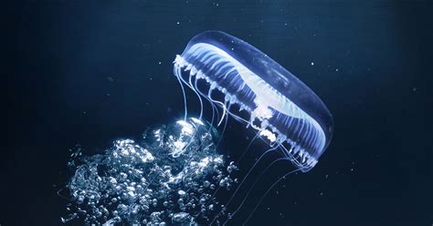 Bioluminescent Sea Creatures | Answers in Genesis