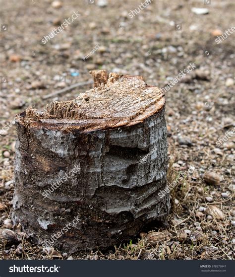 Caused By Deforestation Burn Stock Photo 678579847 | Shutterstock