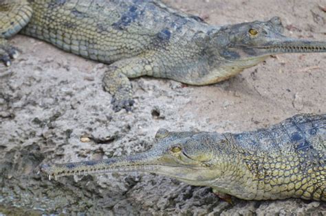 Gharial Facts For Kids & Adults: Pictures, Information & Video