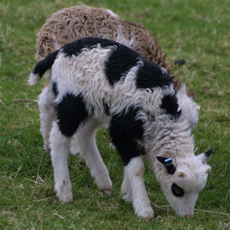 Soay sheep | Rare Breed Soay Sheep Images Beautiful Creatures, Animals ...