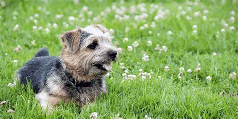 Cairn Terrier Dachshund Mix: An Exotic Name For A Chill Doggo