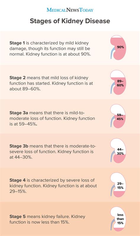 Kidney failure: Symptoms, causes, stages, and more