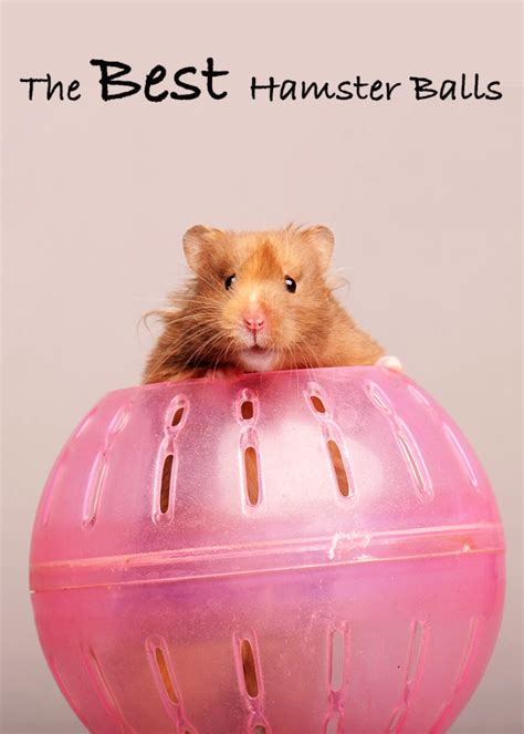 Best Hamster Ball For Syrian, Dwarf and Robo Hamsters