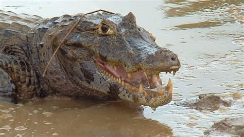 Brazil: Fauna Of Amazon River Region - Crocodile Stock Footage Video ...