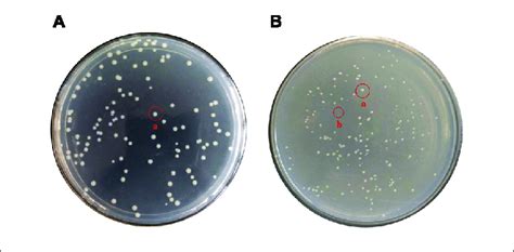 | Changes of colony morphology of E. coli O157:H7 induced by low ...