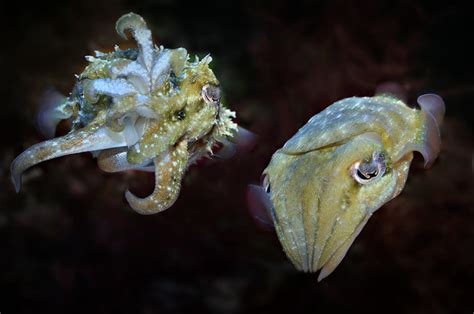 Our Dwarf Cuttlefish pets | Flickr - Photo Sharing!