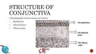 ANATOMY & HISTOLOGY OF CONJUNCTIVA | PPT