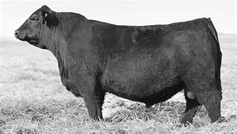 Black Angus bull breaks record, sells for $350,000