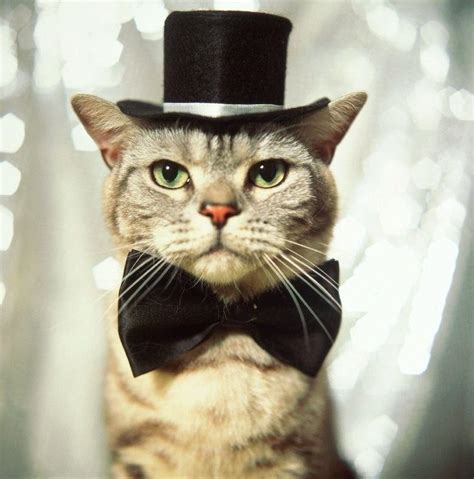 20 Adorable Pictures of Cats In Hats