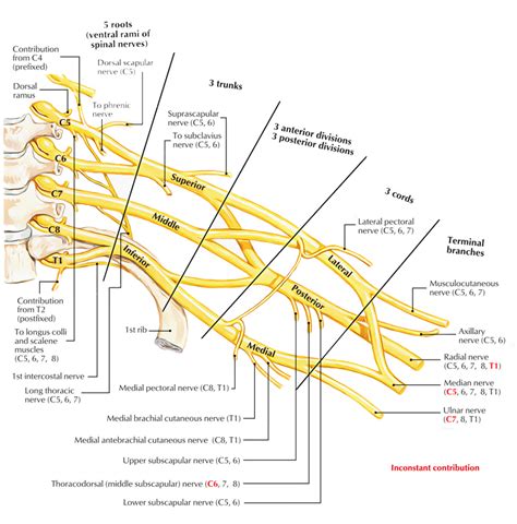 Brachial Plexus Anatomy and Clinical Correlation (2022)