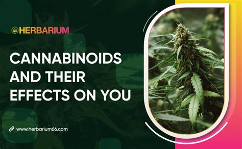 Cannabinoids and Their Effects on You