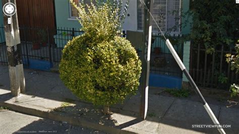 Funny topiary art - StreetViewFun