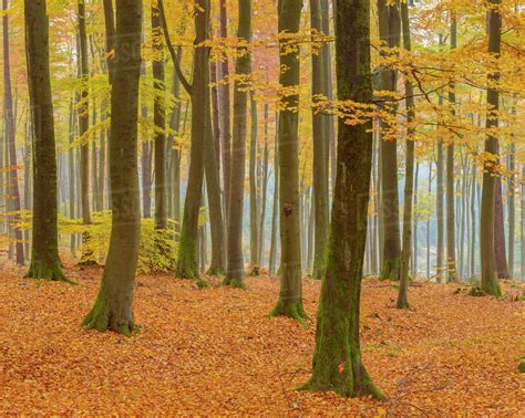 Beech Tree Forest in Autumn, Spessart, Bavaria, Germany - Stock Photo ...