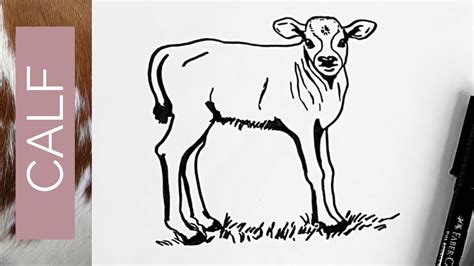 BABY ANIMALS - How to draw a CALF - YouTube