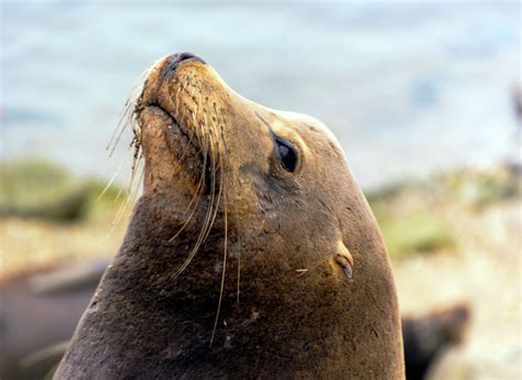 What Animals Eat Sea Lions : Predators Revealed - Sea Ocean Info