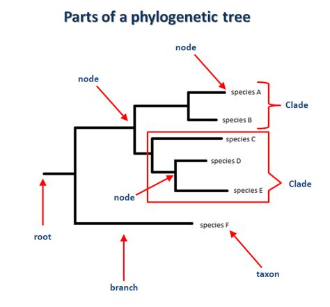 Phylogeny - Myostatin-related muscle hypertrophy