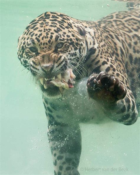 Leopardo cazando debajo del agua. : r/pics